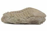 Bargain, Fossil Subasaphus Spinifer Trilobite - Russia #363225-2